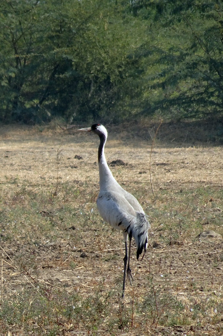 common crane  grus grus  eurasian crane free photo