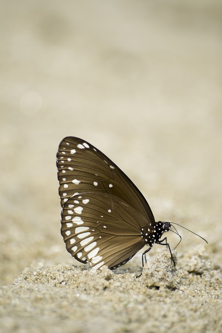 common crow butterfly  butterfly  lepidoptera free photo