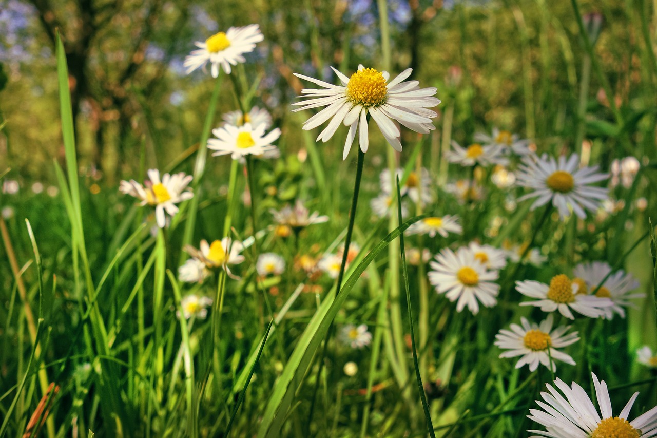 common daisy  daisy  flower free photo
