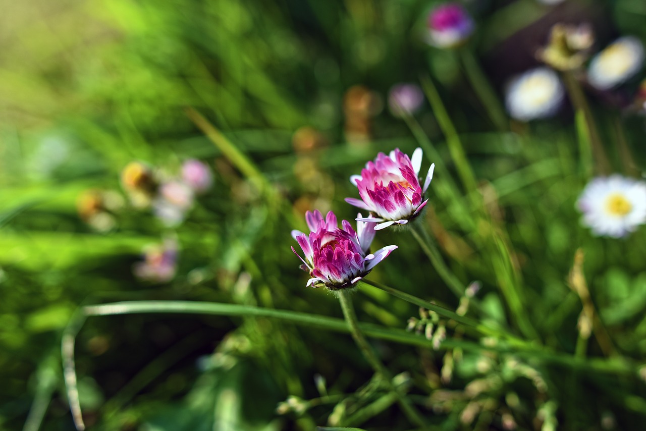 common daisy  daisy  flower free photo