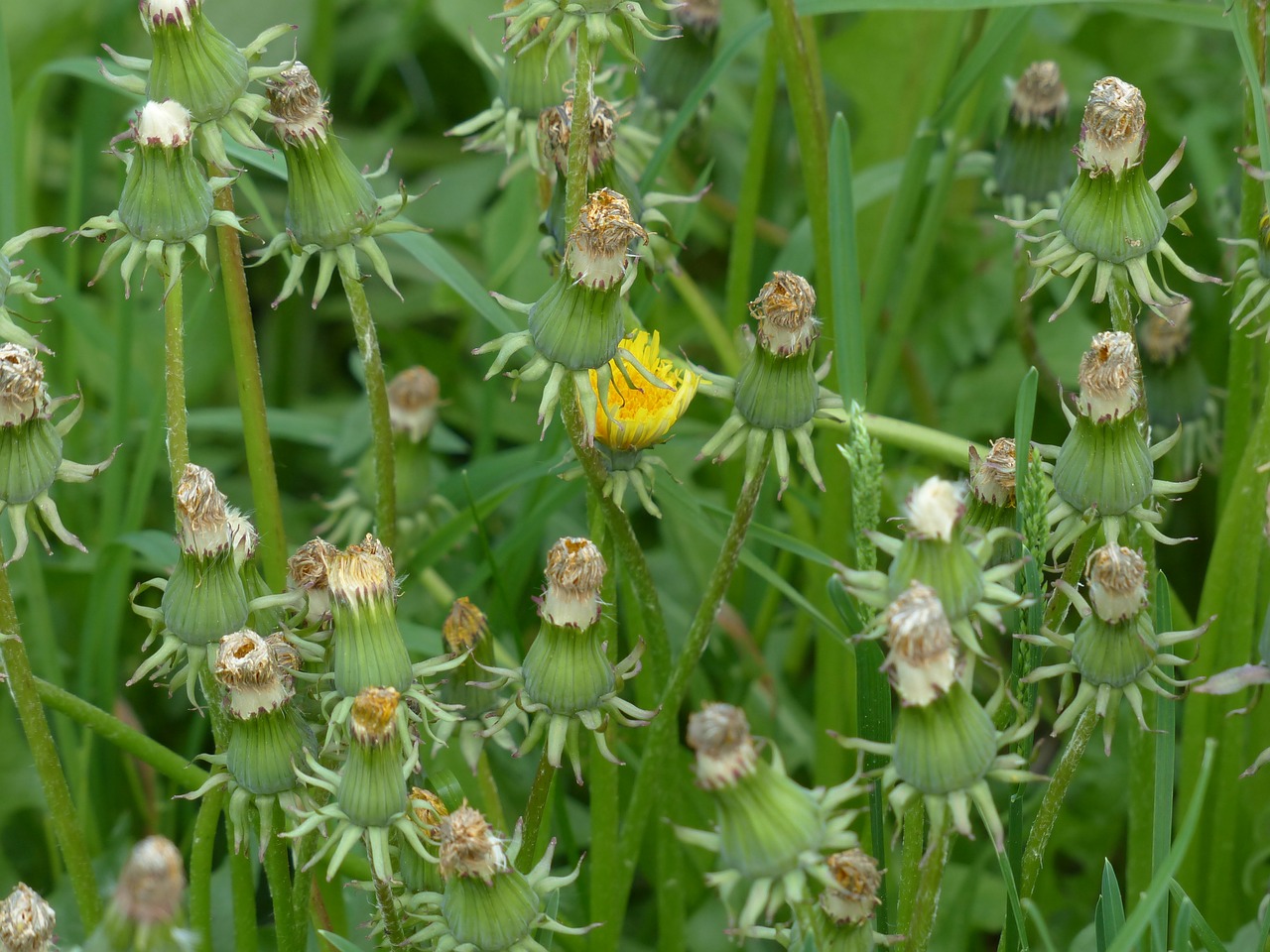 common dandelion pointed flower inflorescence free photo