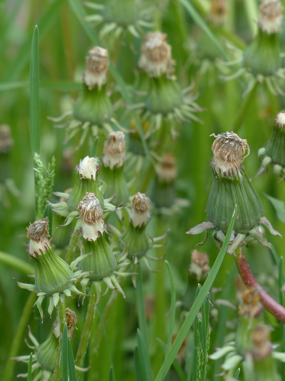 common dandelion pointed flower inflorescence free photo