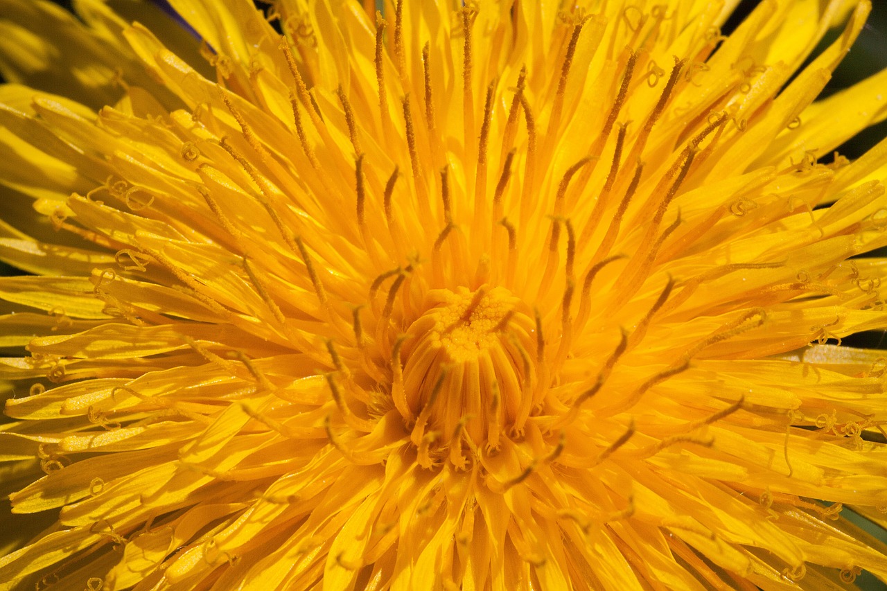 common dandelion dandelion flower free photo