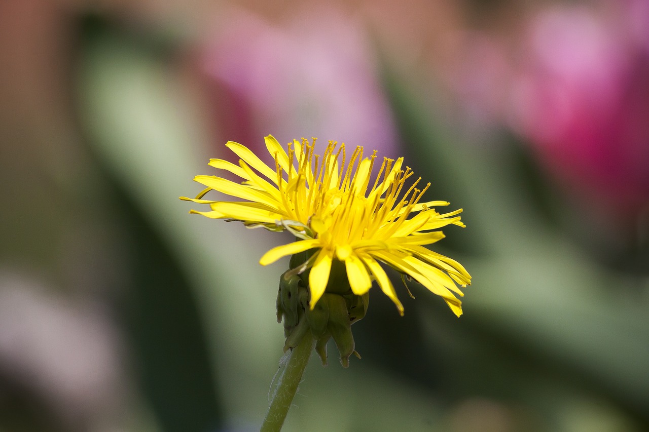 common dandelion  dandelion  flower free photo