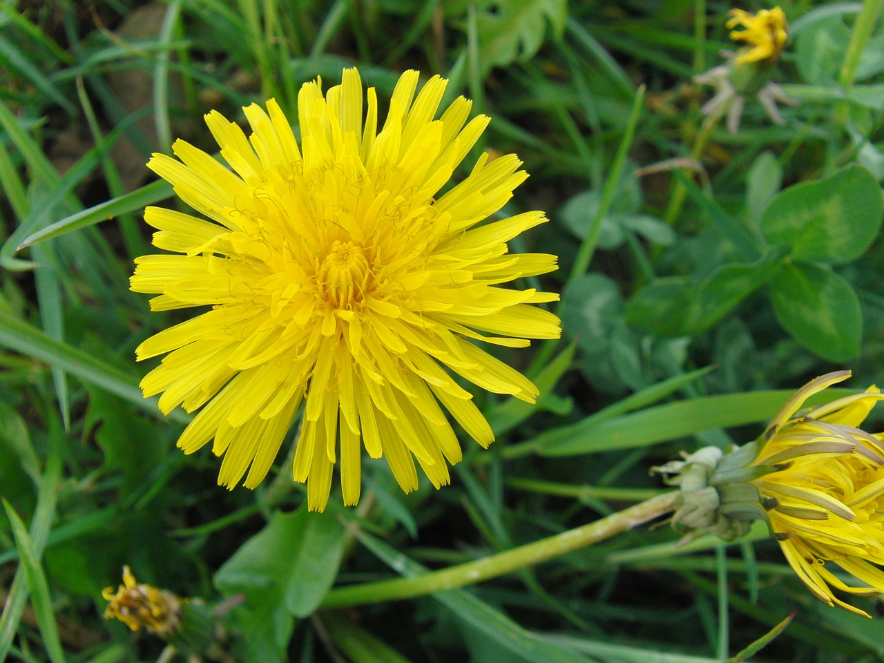 common dandelion dandelion yellow free photo