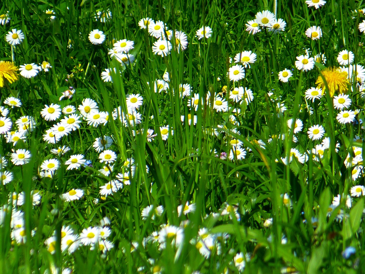 common dandelion daisy flower free photo