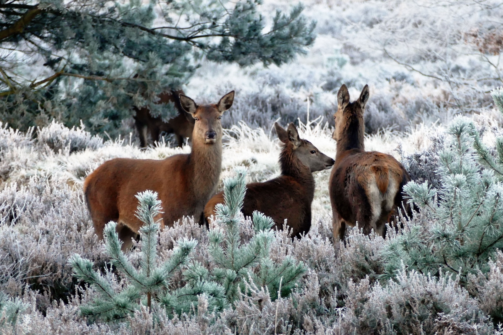 deer animals wildlife free photo