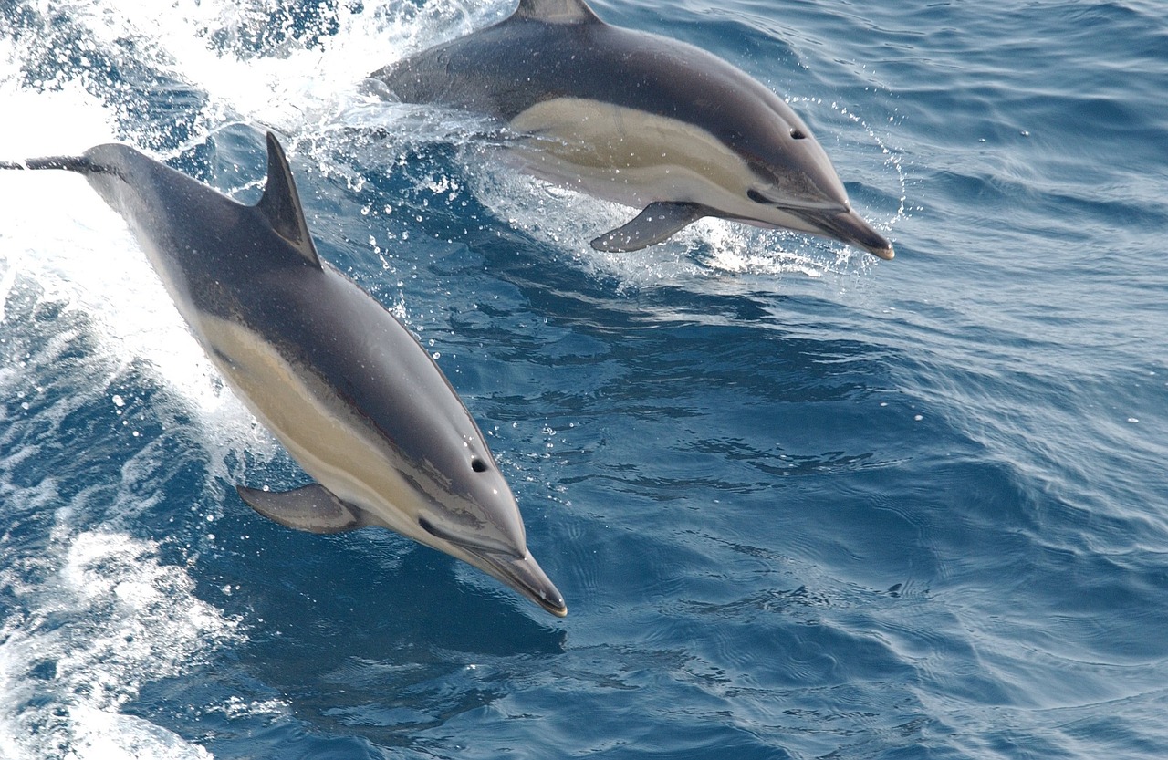 common dolphins swimming ocean free photo