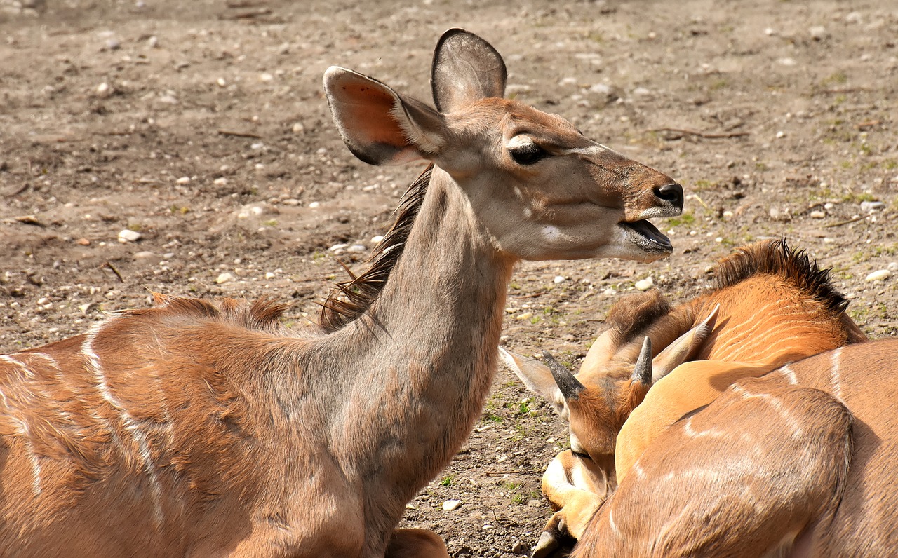 common eland  wild animal  african animal free photo