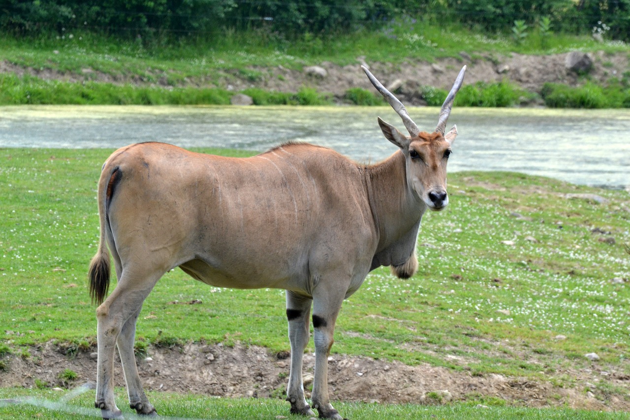 common eland  herbivore  zoo animal free photo