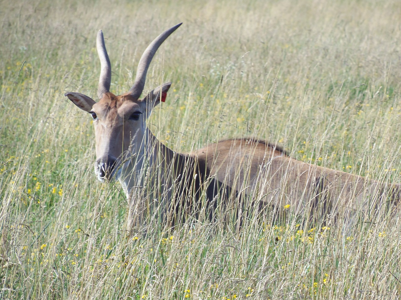 common eland the wilds antelope free photo
