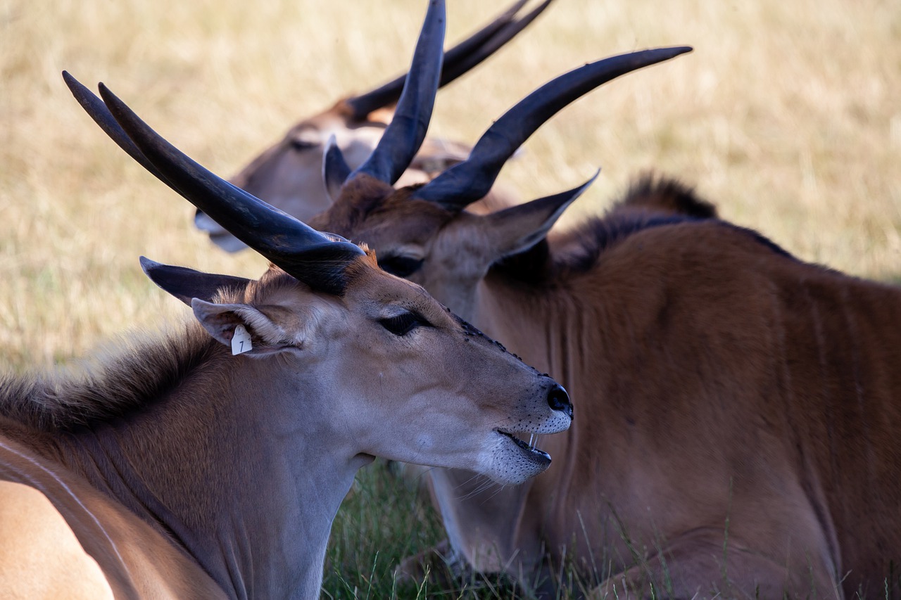 common eland  taurotragus oryx  antelope free photo