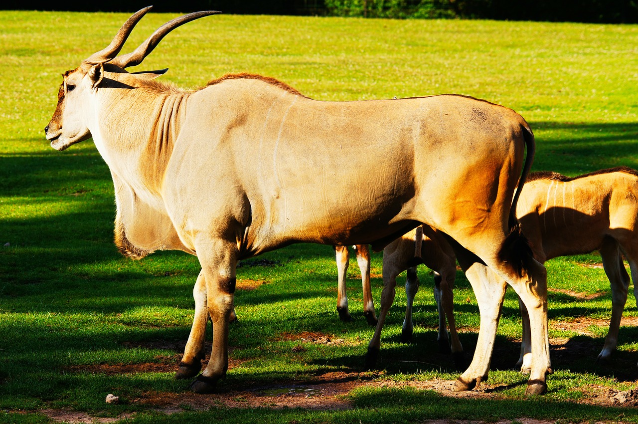 common eland antelope animals free photo