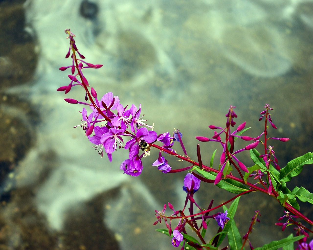 common fireweed  flowers  fireweed free photo