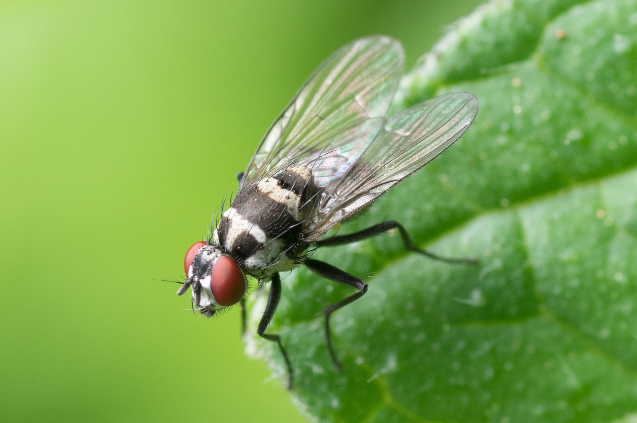 common fly macro insect free photo