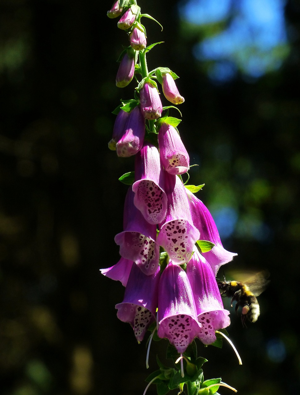 thimble common foxglove forest bells free photo