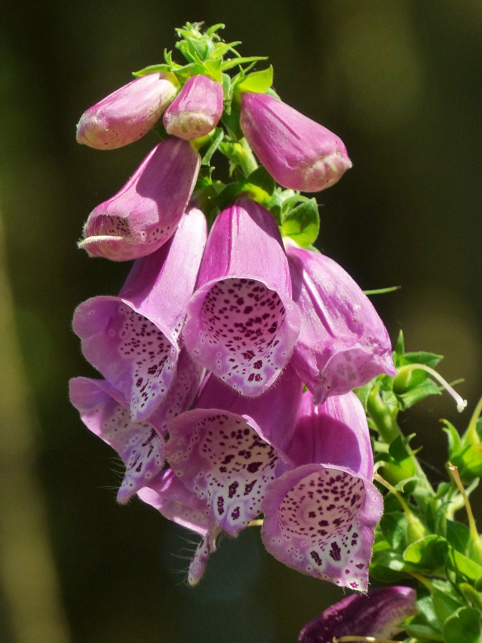 thimble common foxglove forest bells free photo