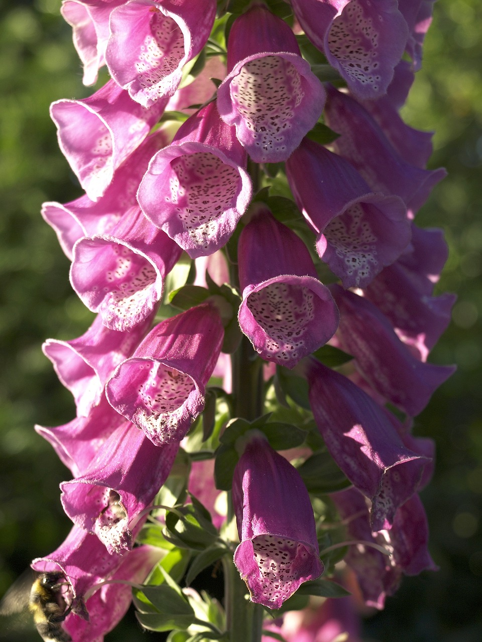 common foxglove pink flower free photo