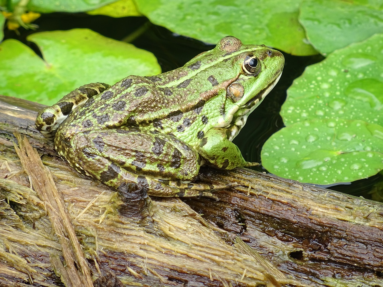 common frog  green  water free photo