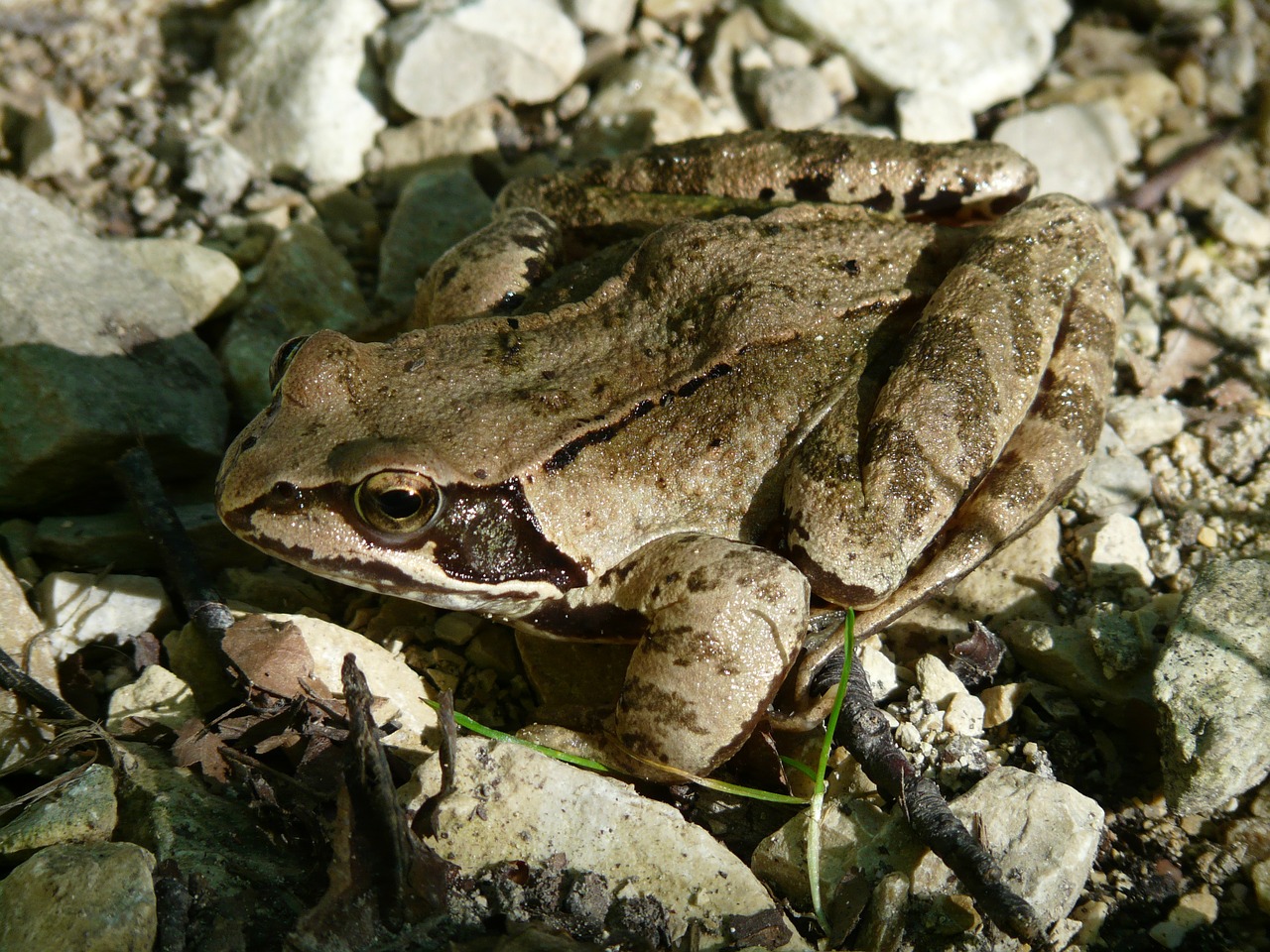 common frog frog amphibian free photo