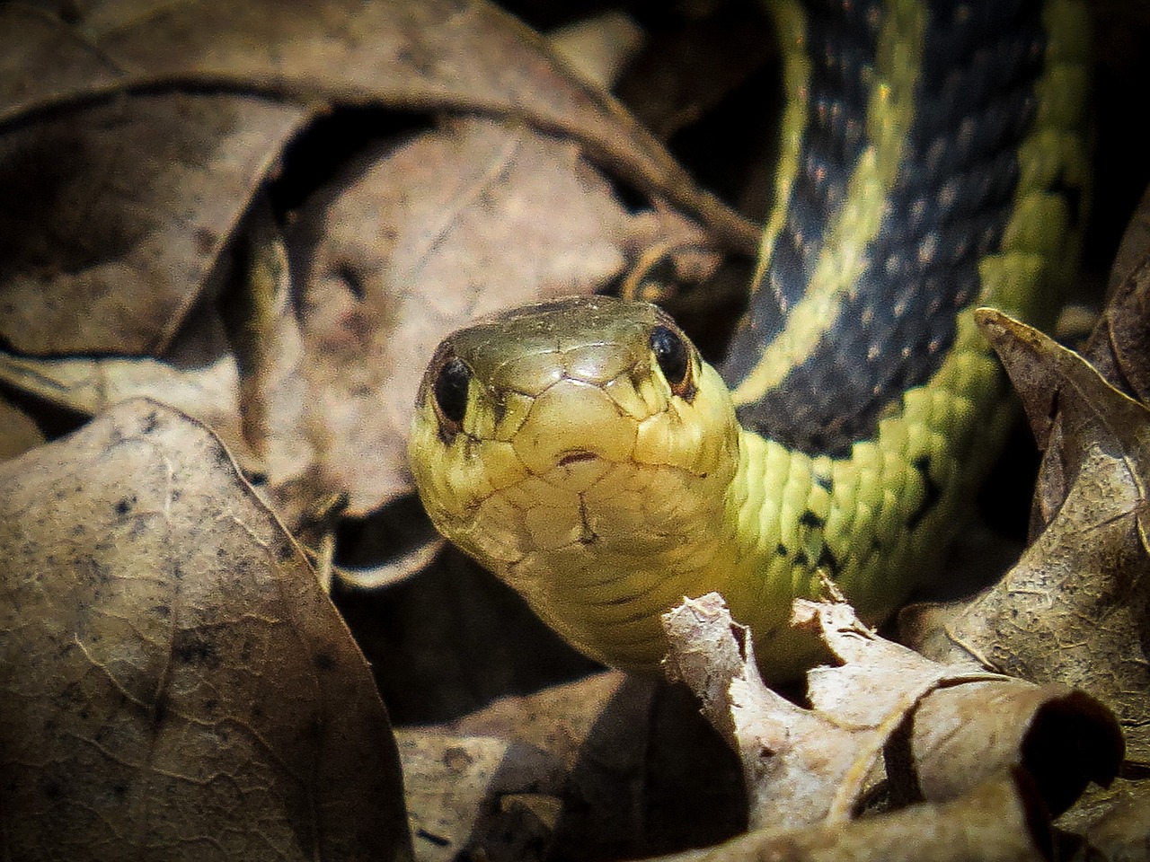 common garter snake snake reptile free photo