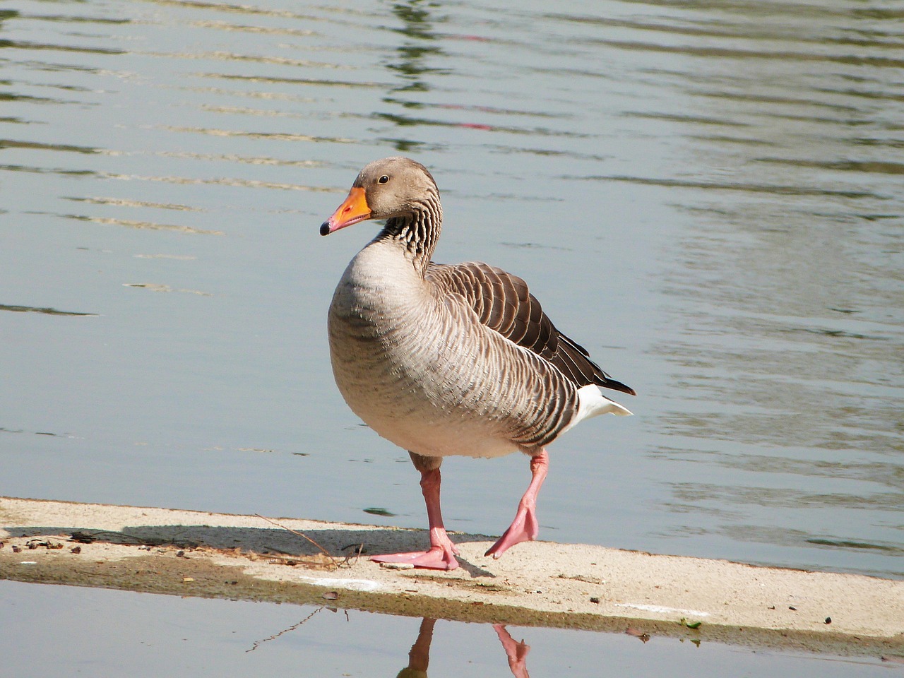 common goose oca ave free photo