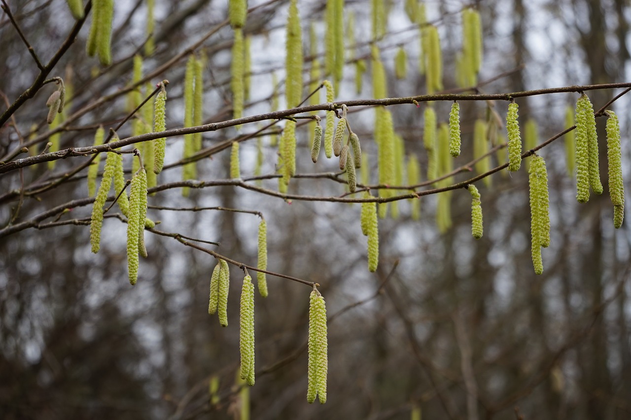 common hazel inflorescences male blossom free photo