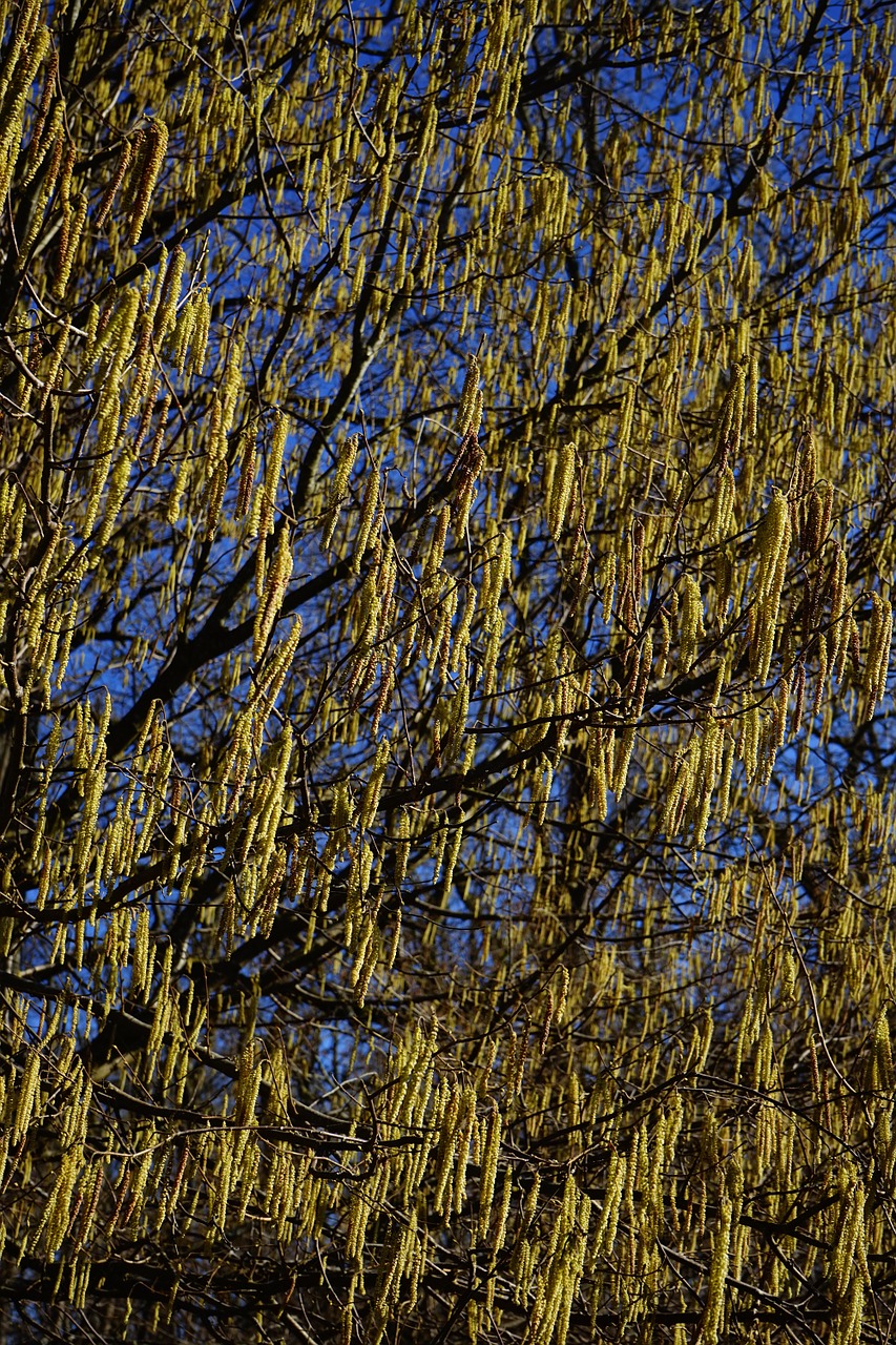 common hazel inflorescences male blossom free photo