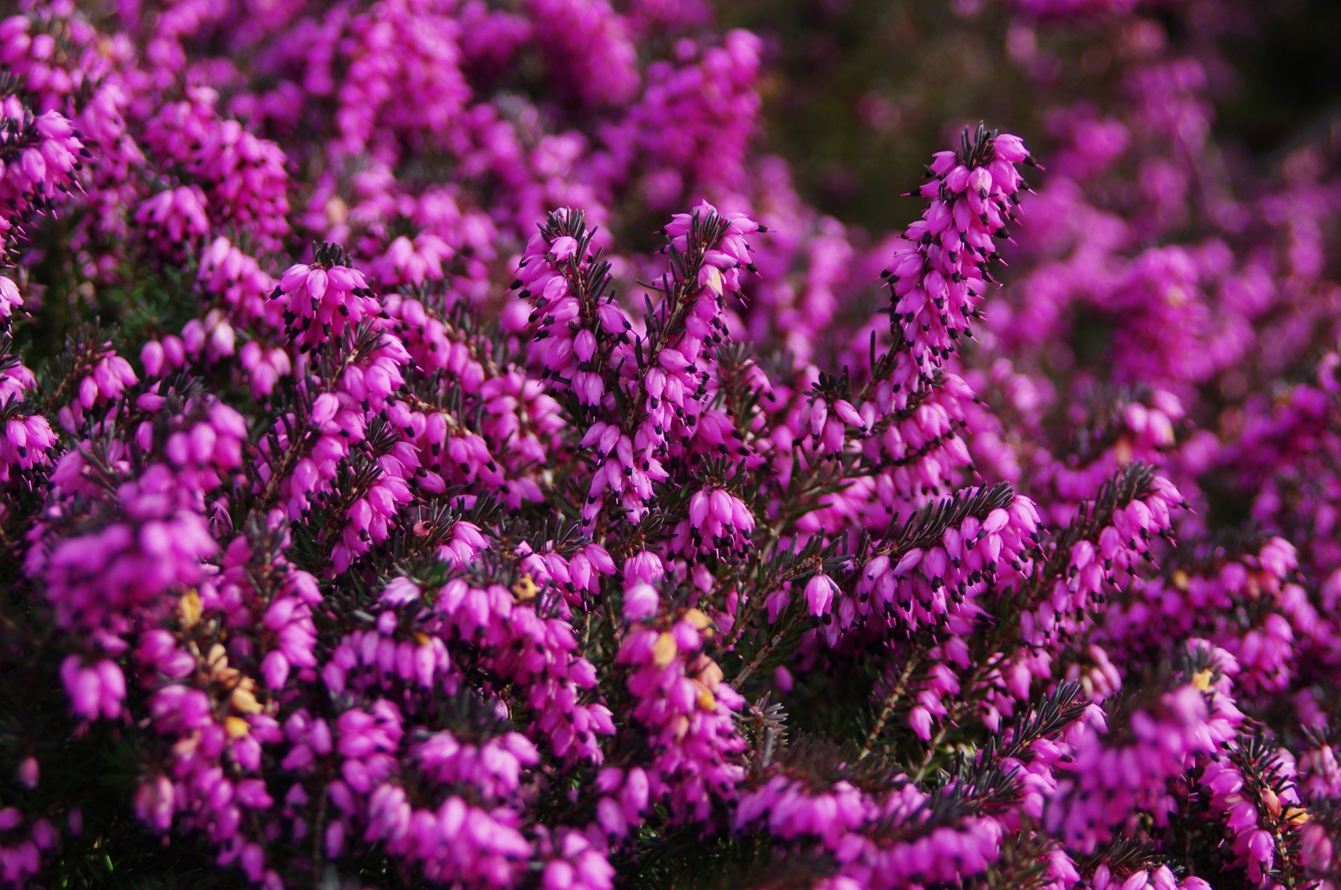 heather calluna vulgaris purple free photo