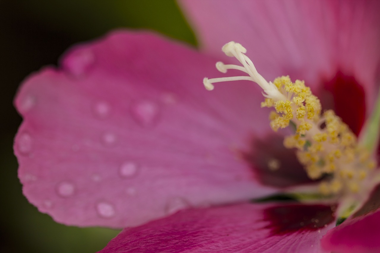 common hollyhock pink magenta free photo