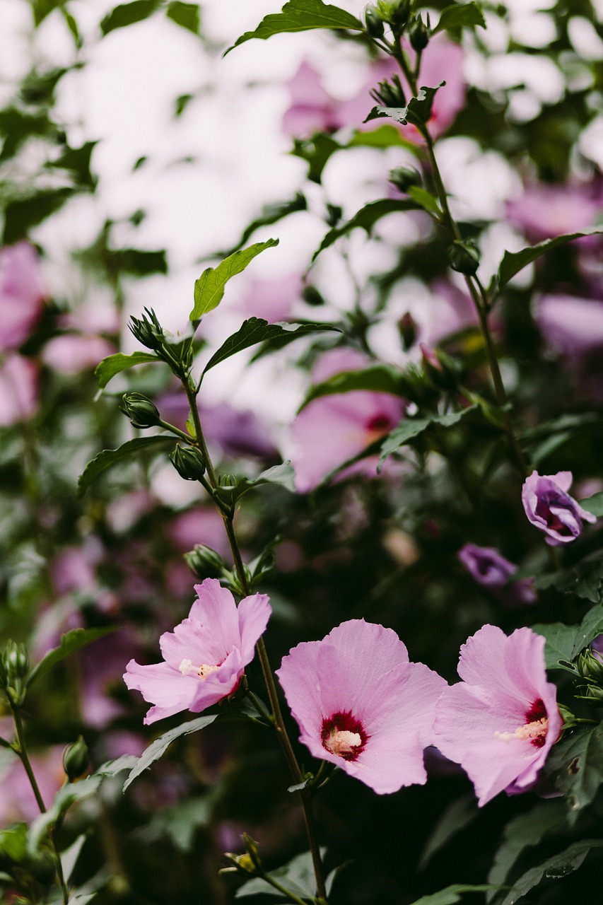 common hollyhock pink magenta free photo