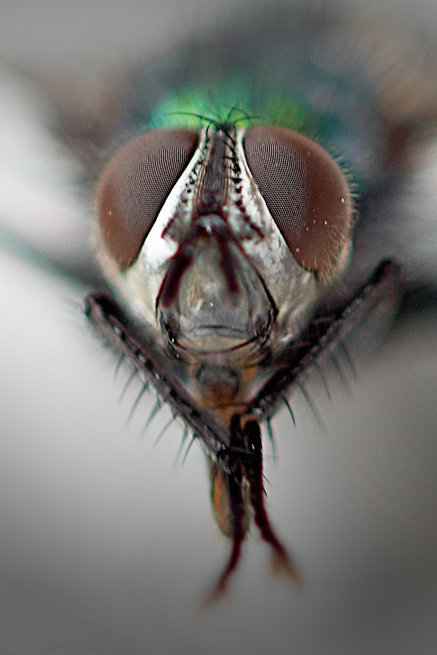 common housefly compound eyes macro free photo