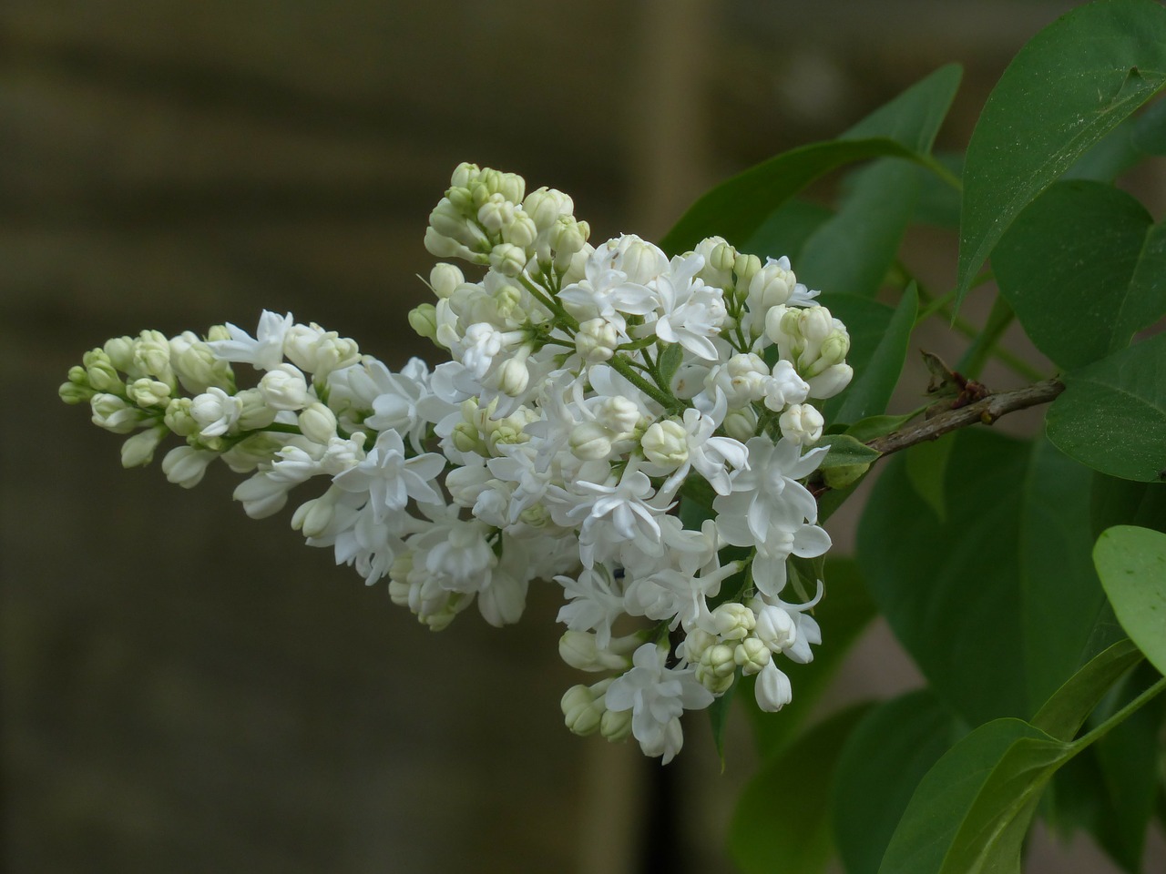 common lilac flowers white free photo