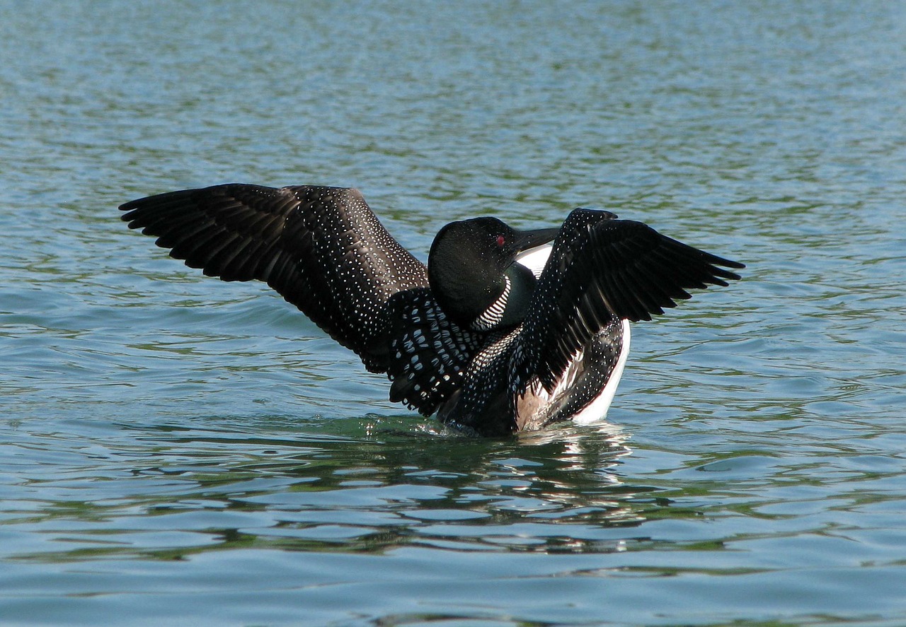 common loon great norther diver gavia immer free photo