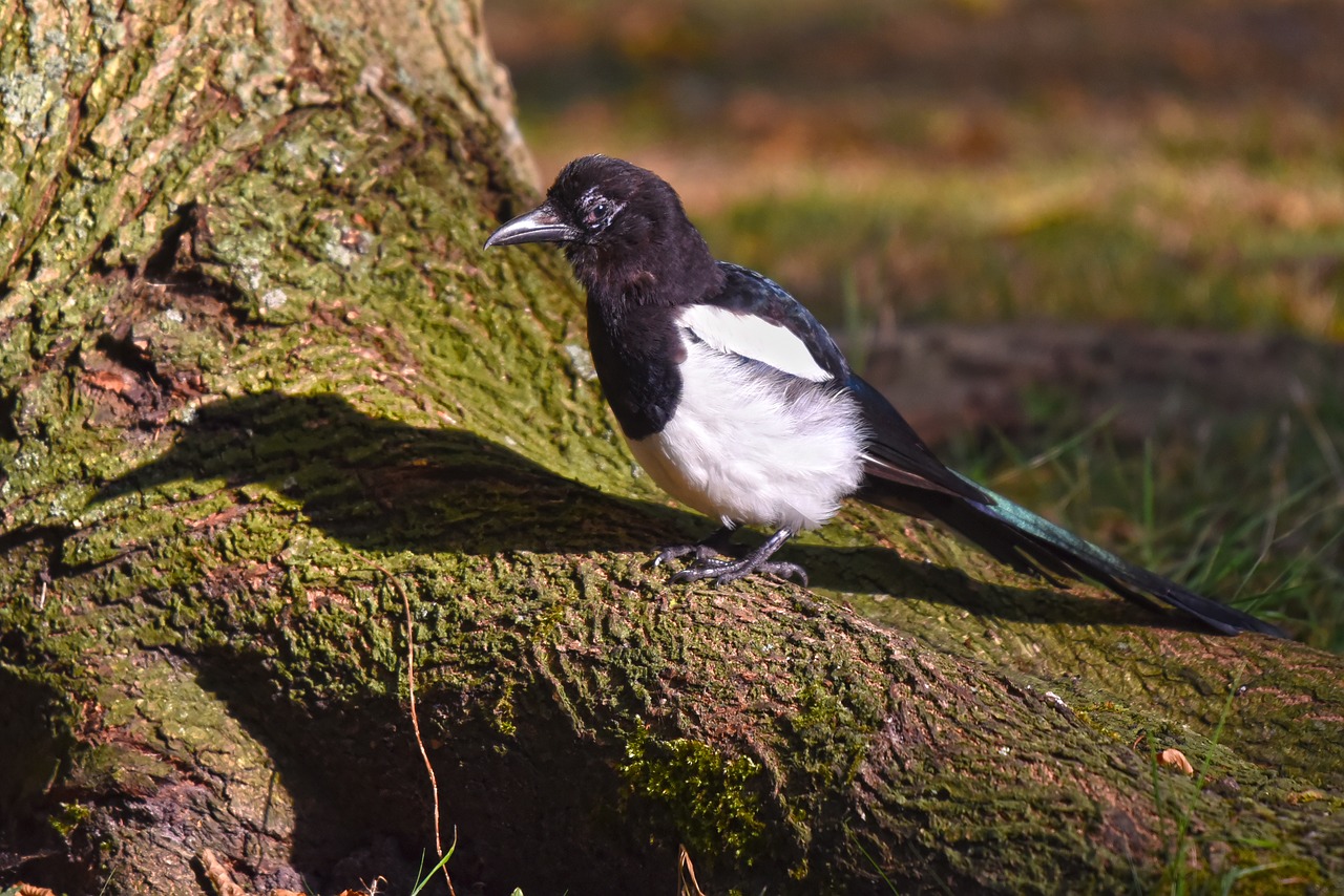 common magpie  bird  corvidae free photo