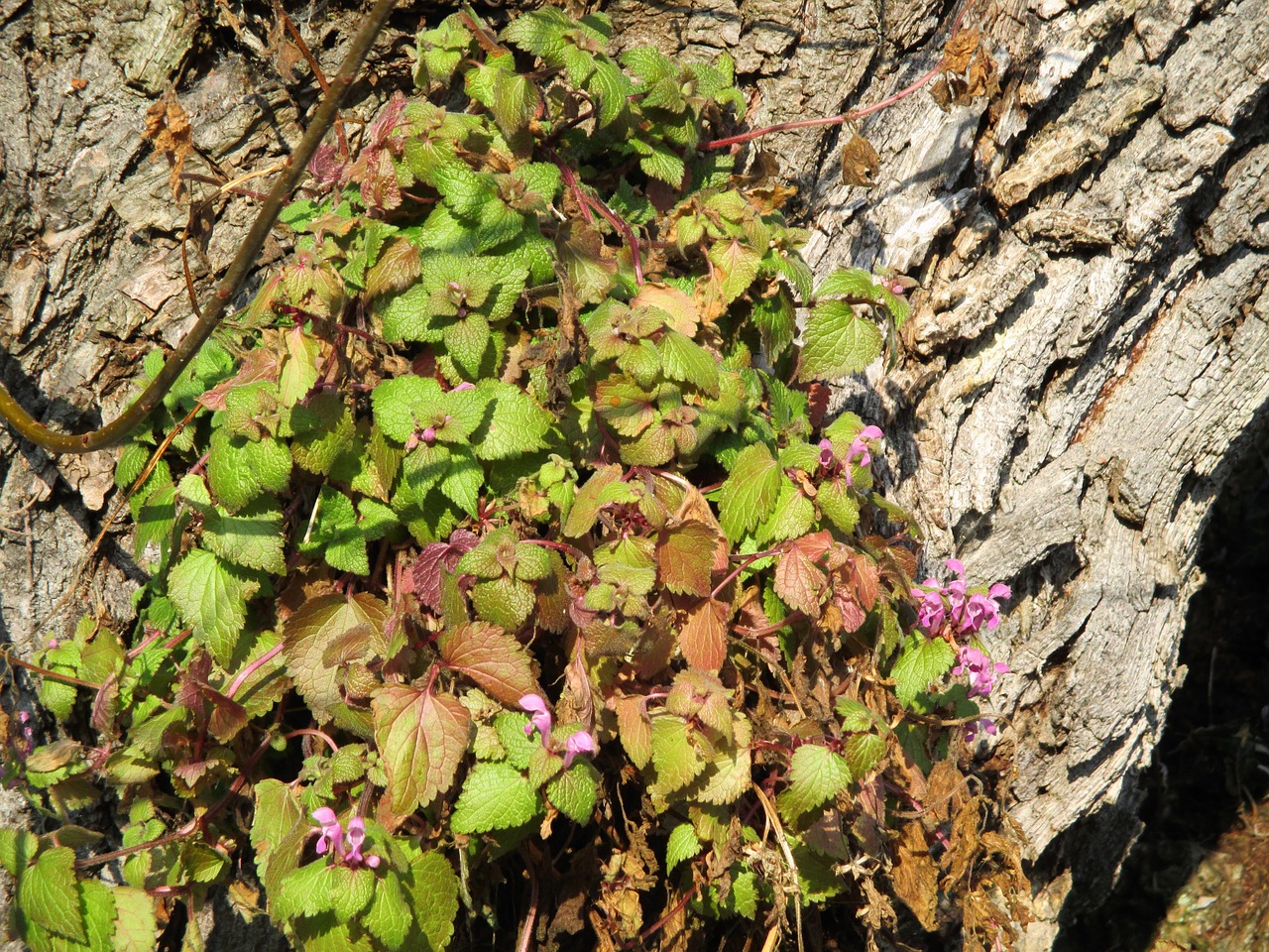 common maple climber nature free photo