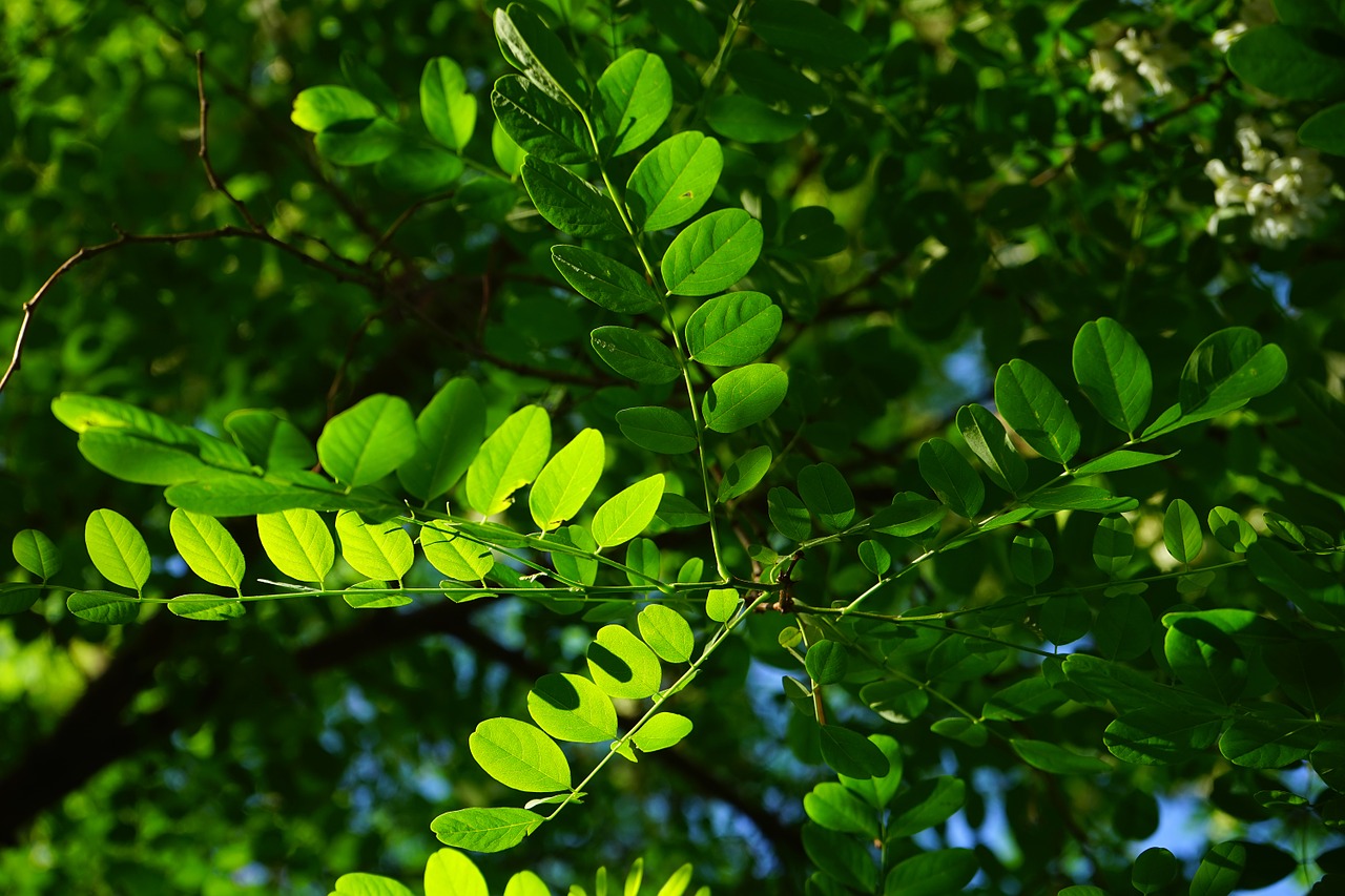 common maple leaf green free photo