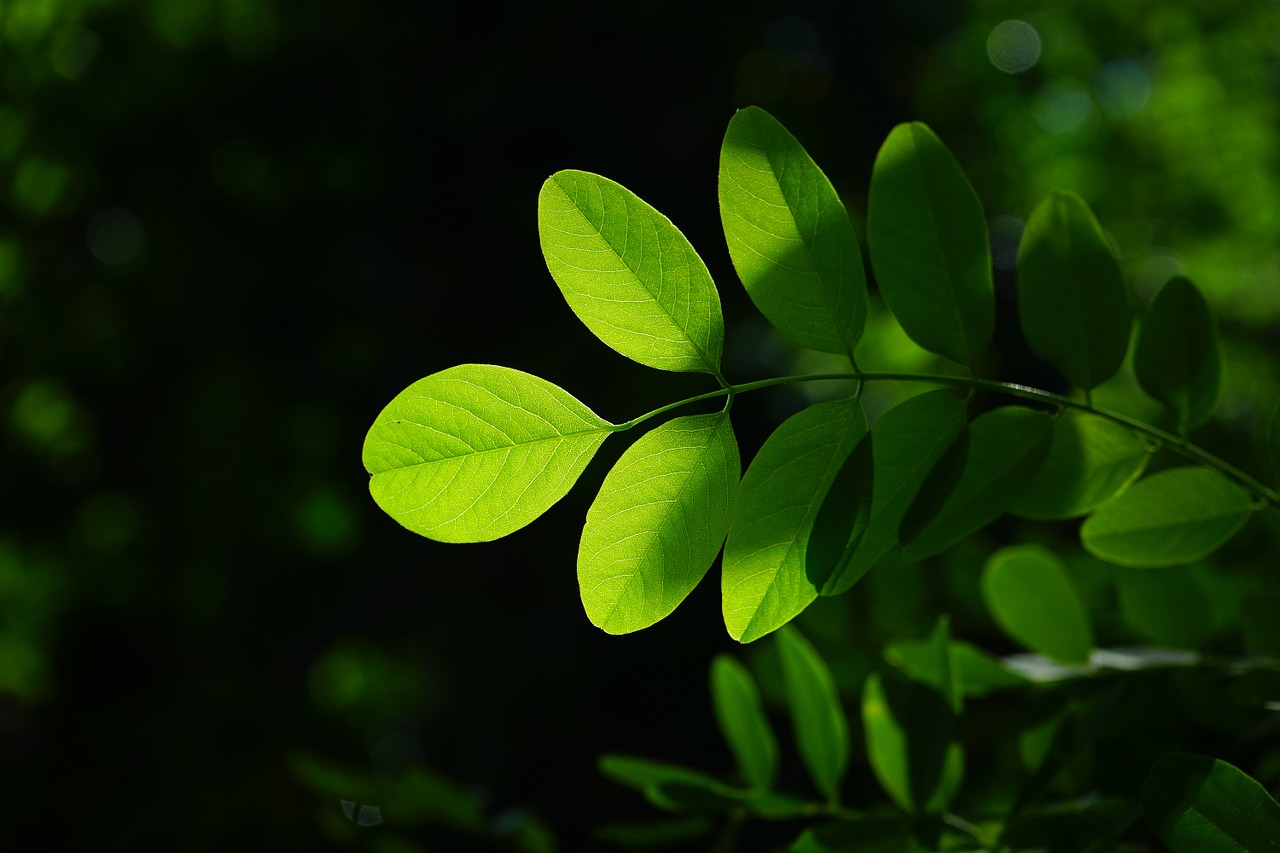 common maple leaf green free photo