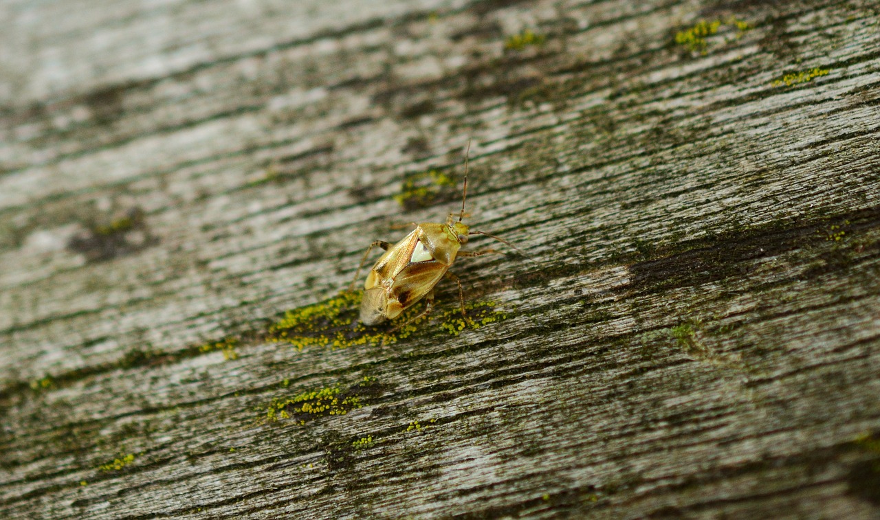 common meadow bug bug heart bug free photo