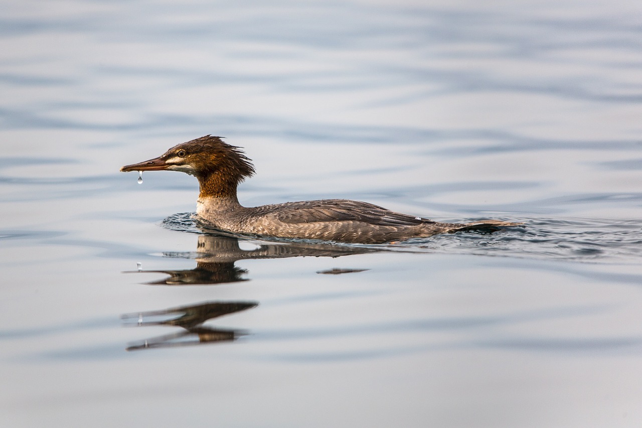 common merganser duck swimming free photo