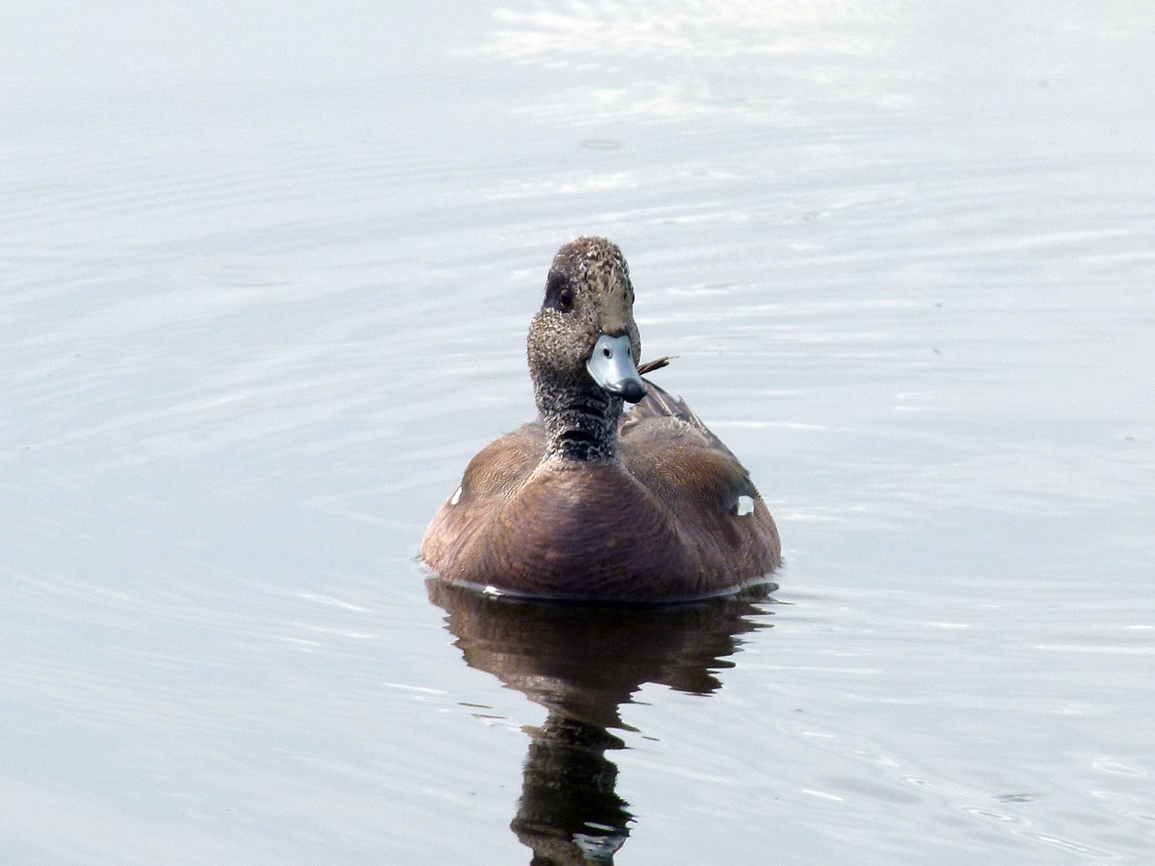 common merganser duck waterbird free photo