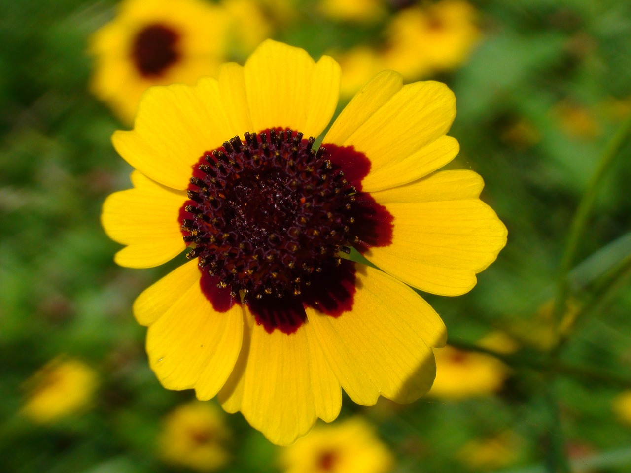 common missouri flower yellow flower plant free photo