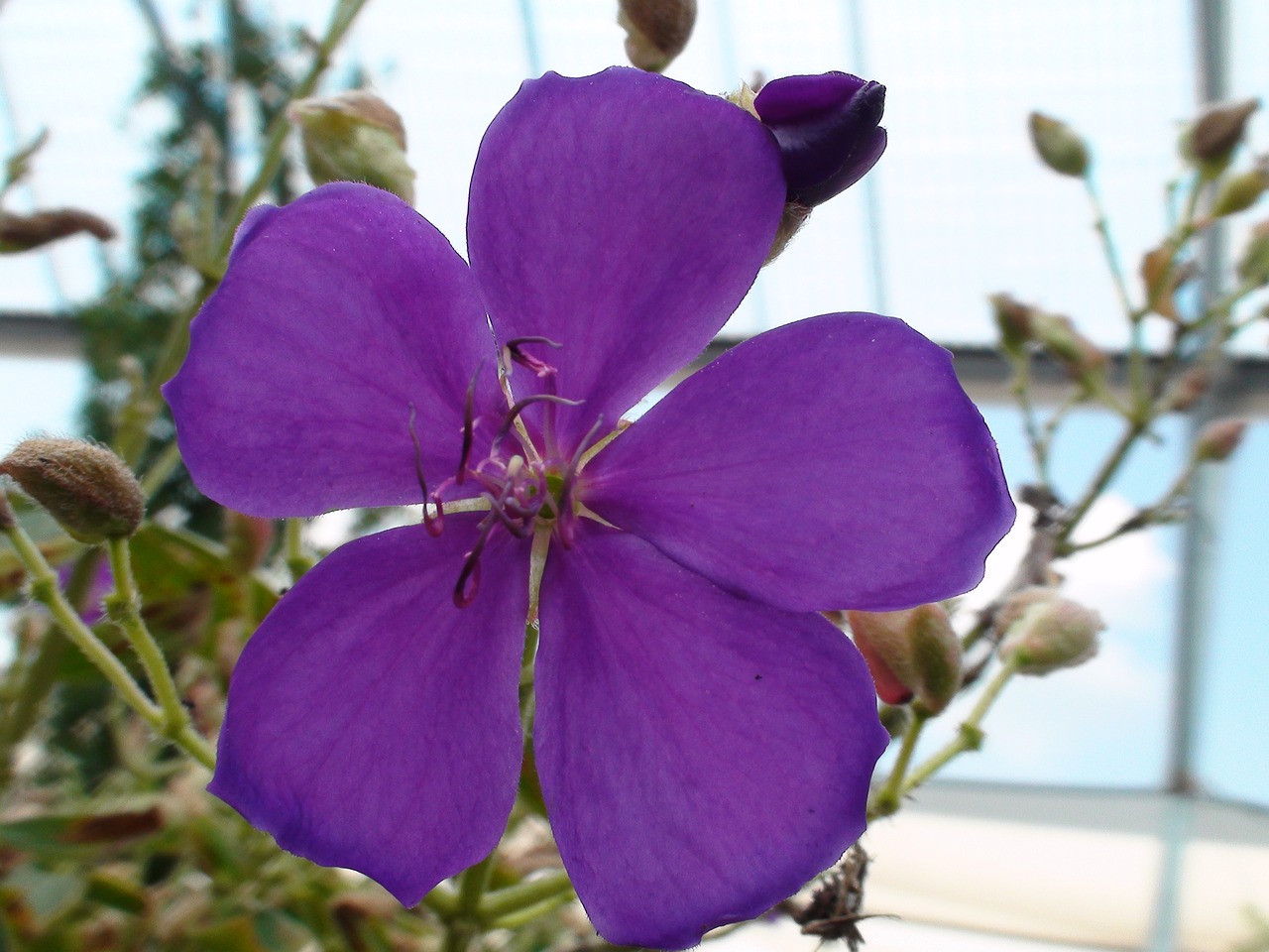 common missouri flower purple flower plant free photo