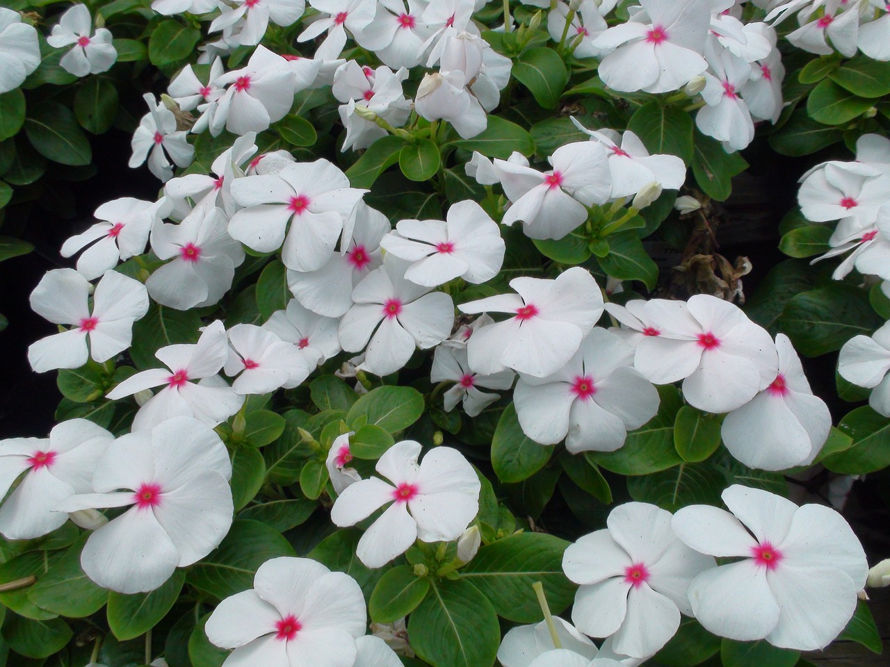 common missouri flower white flower plant free photo