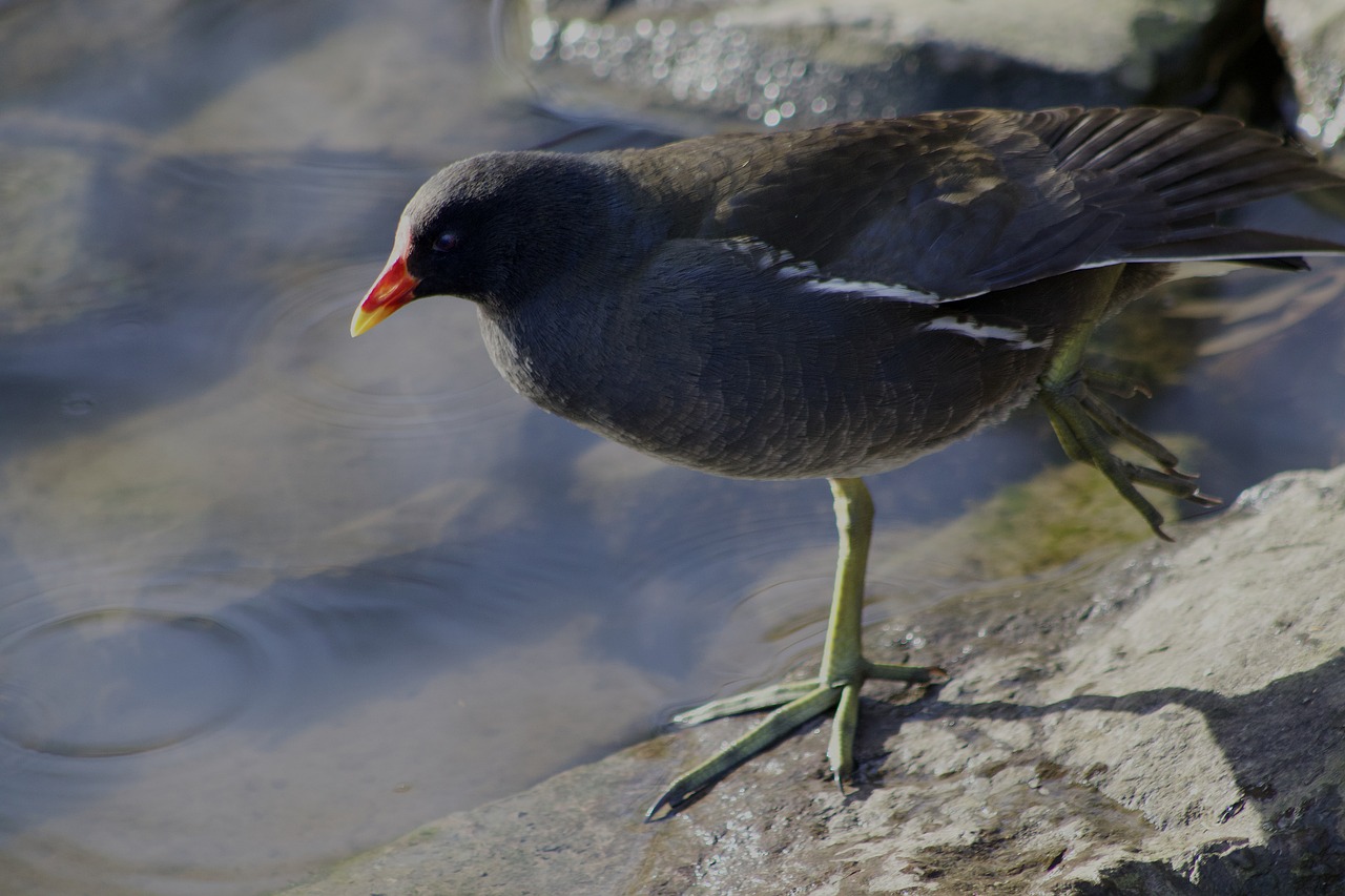 common moorhen  water bird  grünfüßiges pond chicken free photo