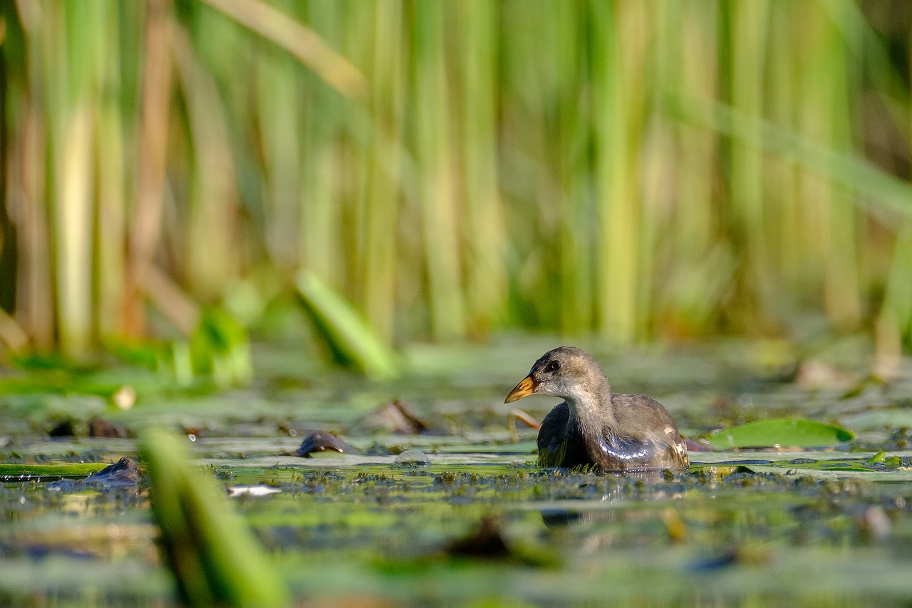 common moorhen  gallinula chloropus  bird free photo