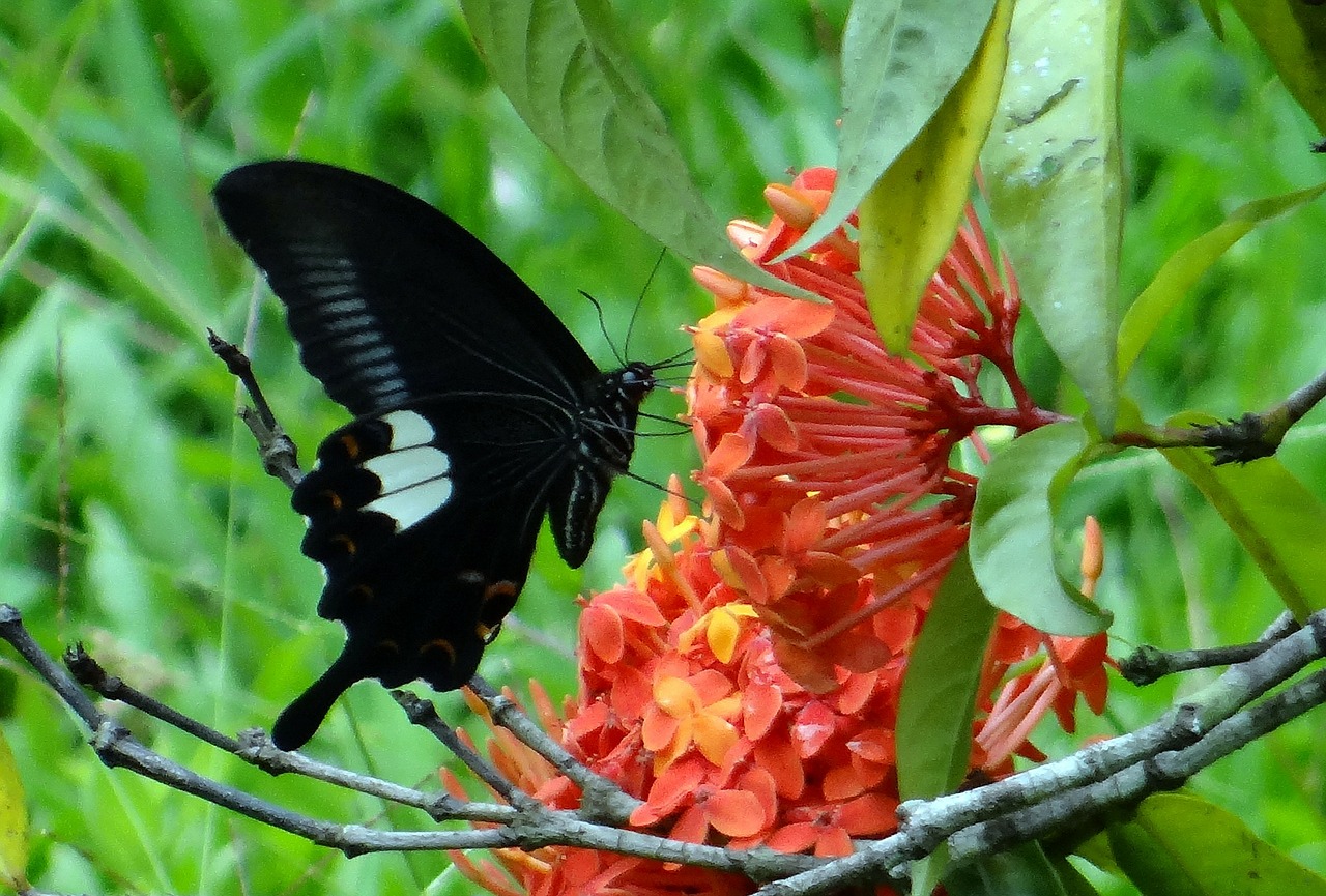 common mormon butterfly papilio polytes free photo