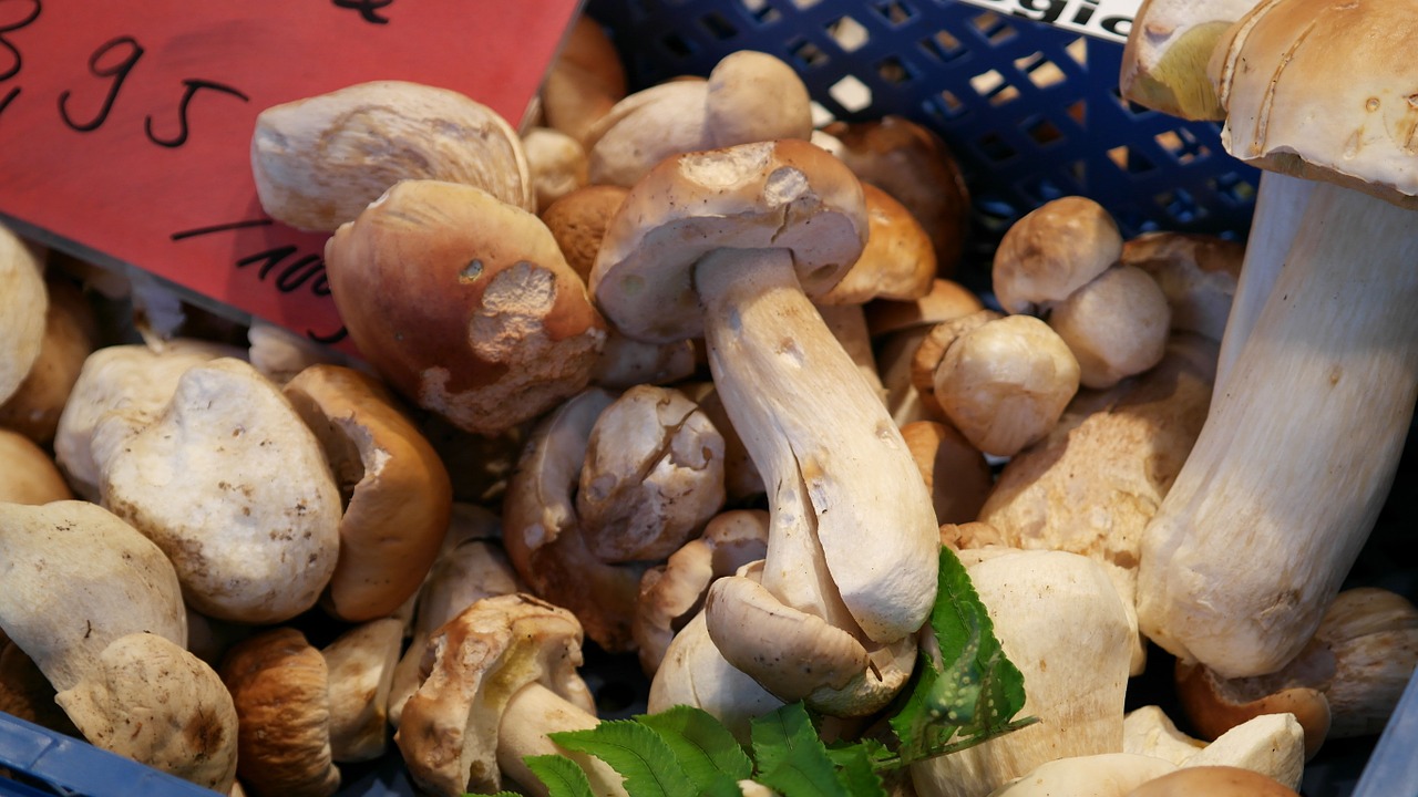 common mushroom boletus edulis mushroom free photo