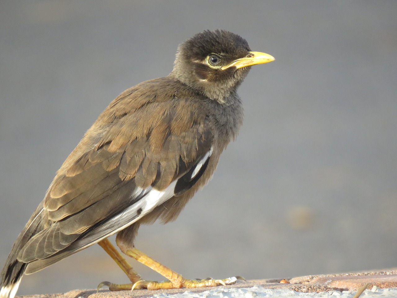 common myna  young  dusk free photo