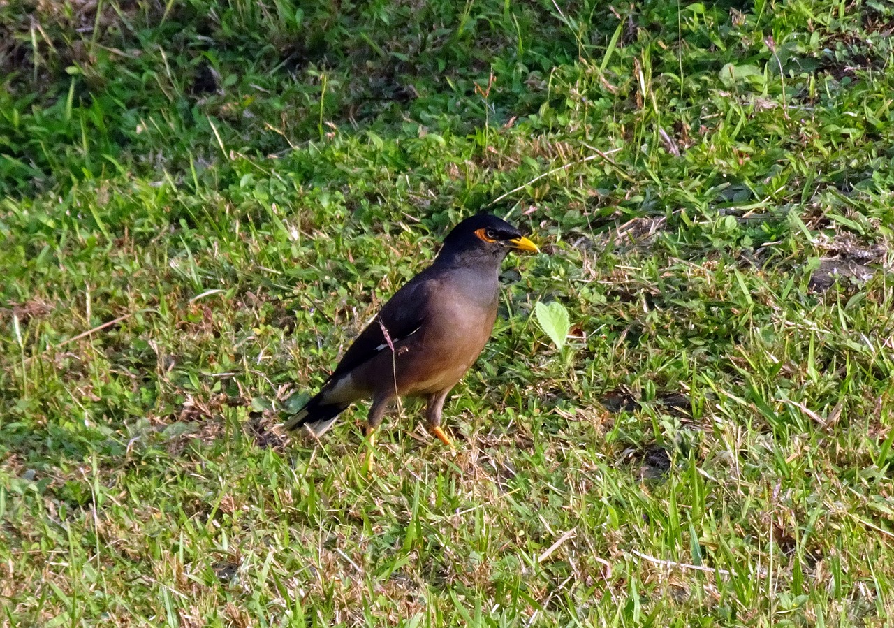 common myna  indian myna  bird free photo